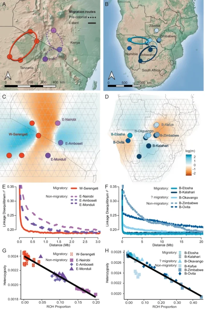 Comparison between migrating and non migrating wildebeest. Get details from the Study