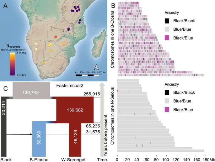 Distribution of different migratory and non migratory wildebeests