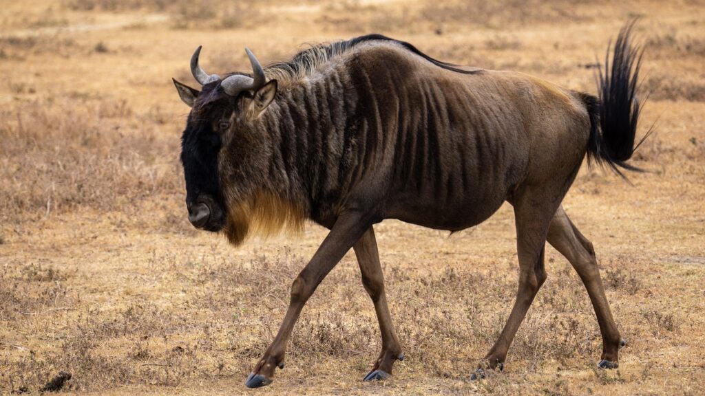 wildebeest, tanzania, landscape