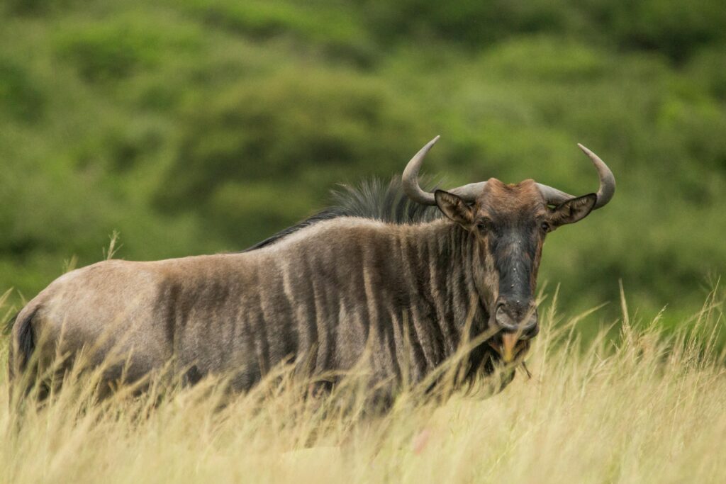 Gnu Antelope Standing on Savannah