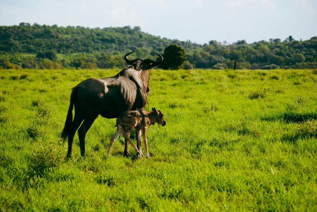 Wildebeest with Calf