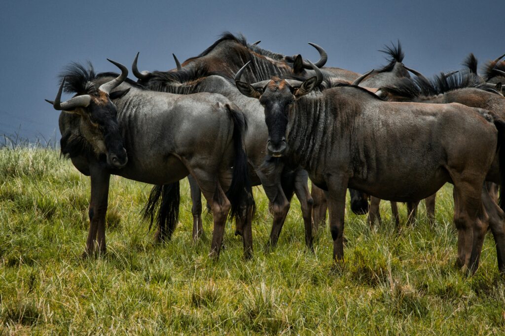 Herd of White-Bearded Gnu on Grassland